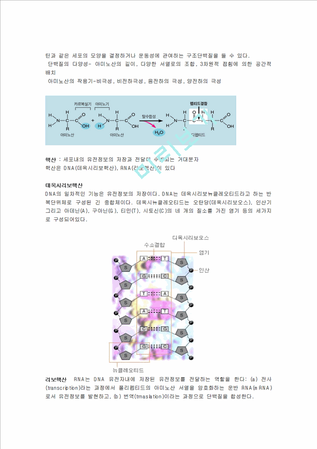 DNA에서 단백질까지.hwp