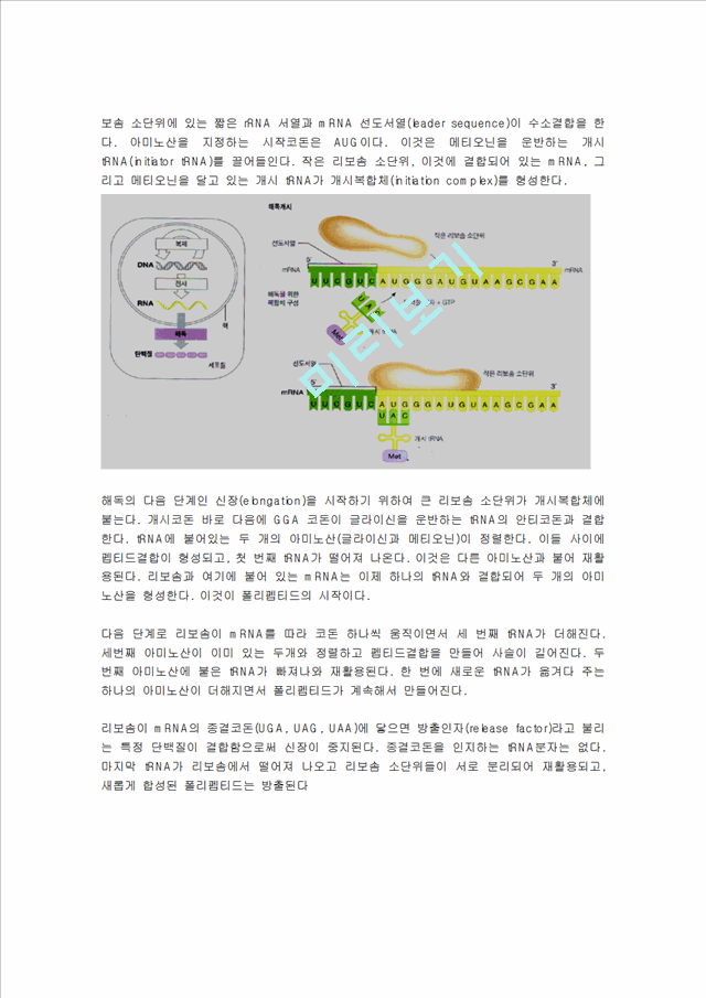 DNA에서 단백질까지.hwp