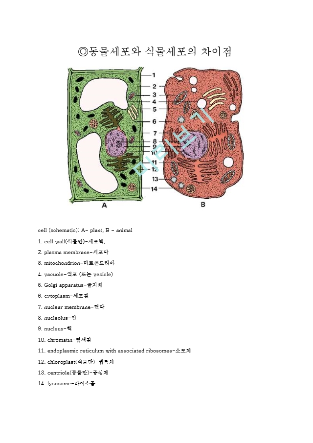 동물세포와 식물세포의 차이점 A1634 163 Kr Report Report