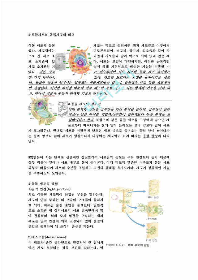 식물세포와 동물세포의 비교 Ccx5 Ccx Kr Report Report