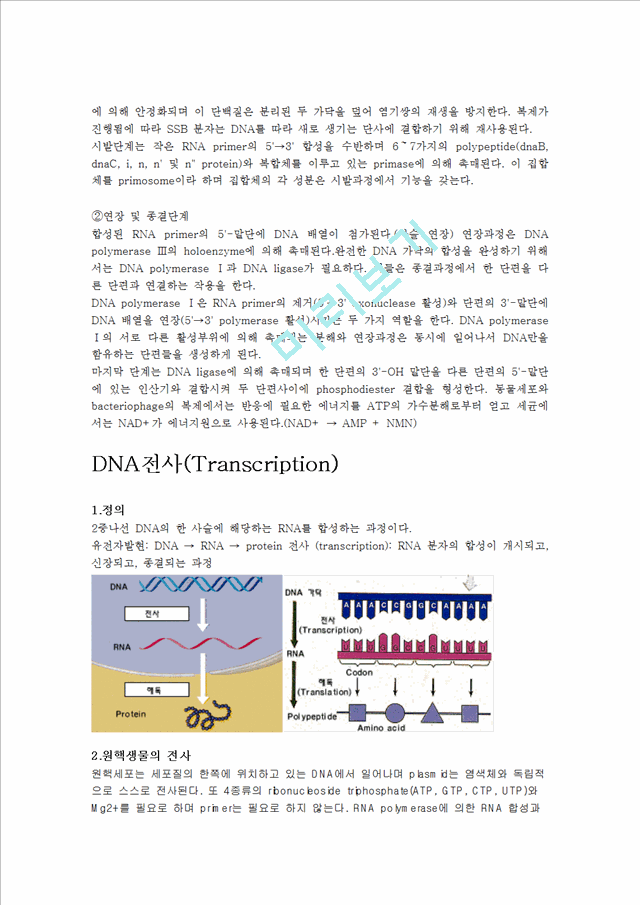 DNA복제(replication)   (4 )