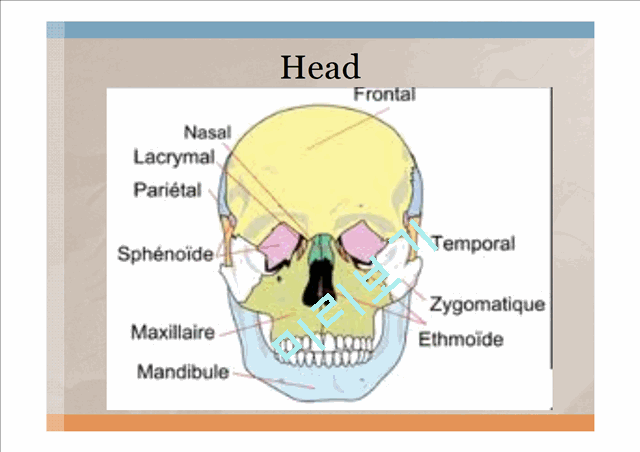 Head,ear,Nose,Throat   (6 )