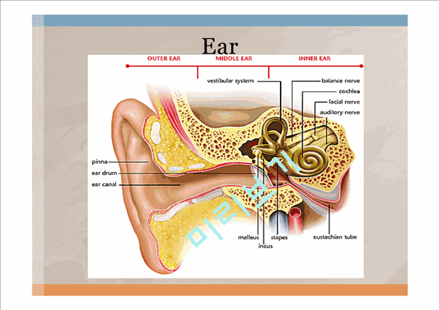 Head,ear,Nose,Throat   (7 )