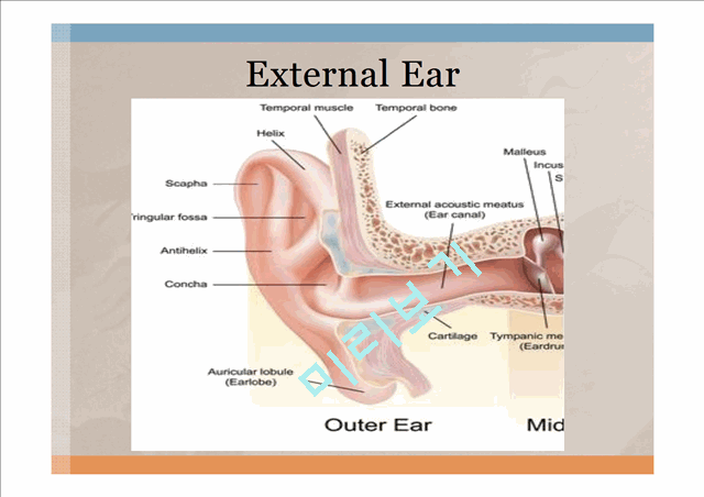 Head,ear,Nose,Throat   (9 )