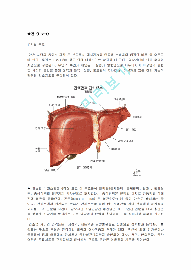 간 소엽 구조