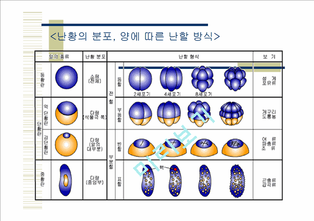 닭의발생.ppt