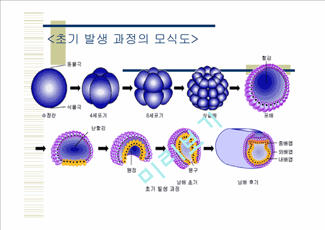 닭의발생.ppt