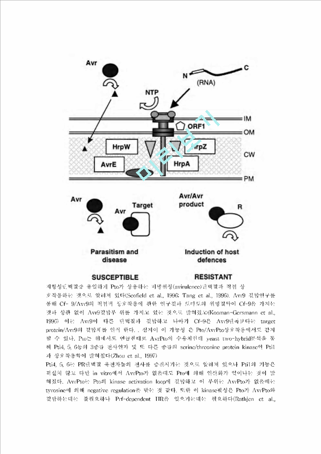 비병원성 유전자(Avr gene).hwp