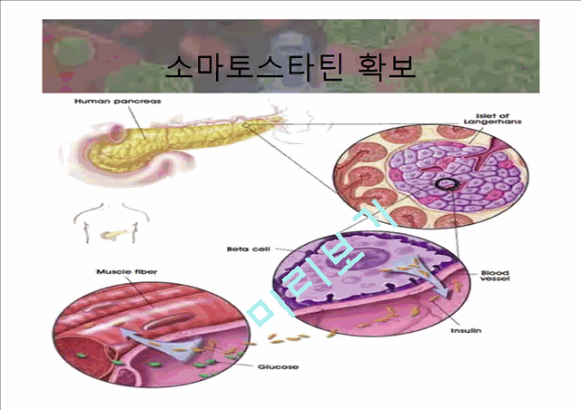 인간 성장 호르몬.pptx