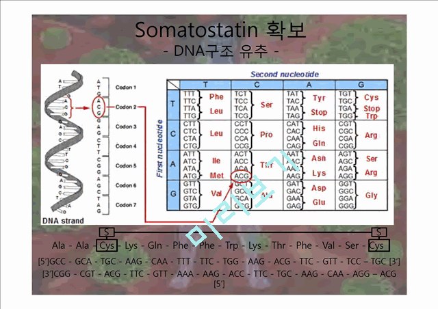 인간 성장 호르몬.pptx