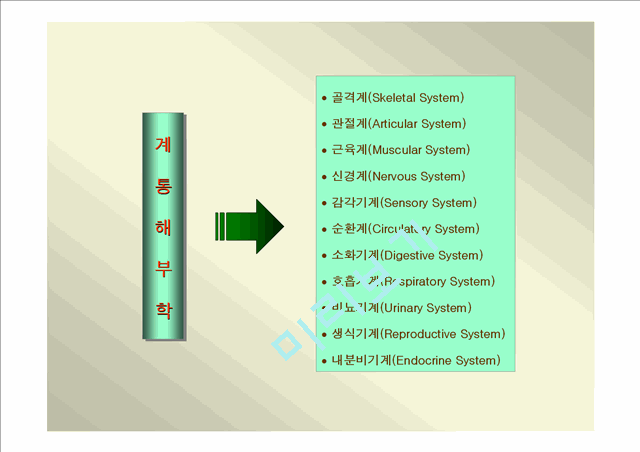 인체골격.ppt