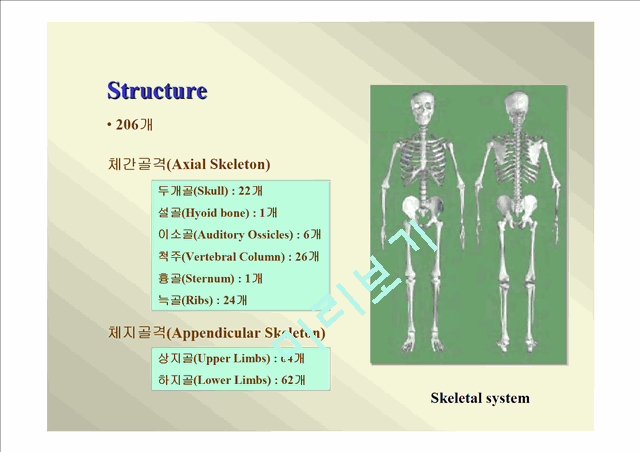 인체골격.ppt