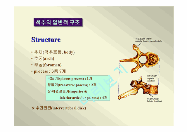 인체골격.ppt