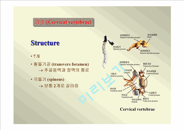 인체골격.ppt