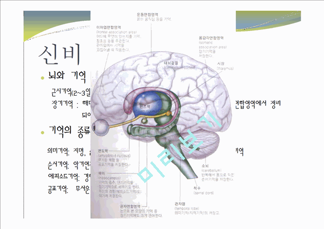 중추신경계, 체성신경계, 자율 신경계에 대한 이해와 사진들.ppt