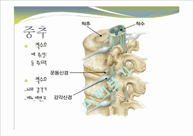 중추신경계, 체성신경계, 자율 신경계에 대한 이해와 사진들.ppt