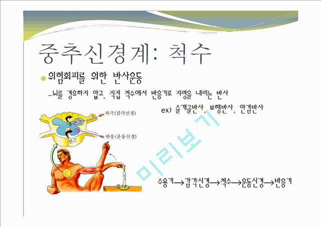 중추신경계, 체성신경계, 자율 신경계에 대한 이해와 사진들.ppt