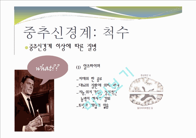 중추신경계, 체성신경계, 자율 신경계에 대한 이해와 사진들.ppt