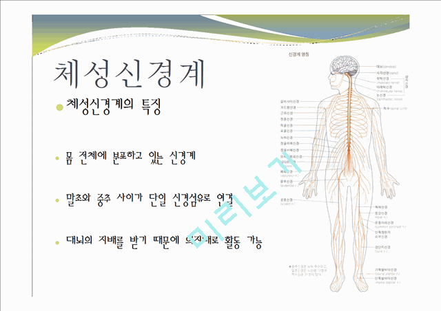 중추신경계, 체성신경계, 자율 신경계에 대한 이해와 사진들.ppt