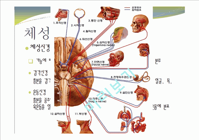 중추신경계, 체성신경계, 자율 신경계에 대한 이해와 사진들.ppt