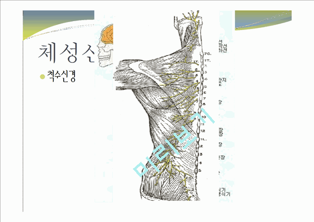 중추신경계, 체성신경계, 자율 신경계에 대한 이해와 사진들.ppt