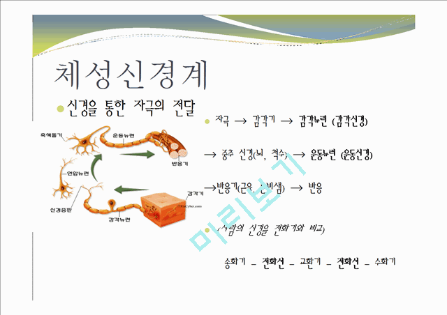 중추신경계, 체성신경계, 자율 신경계에 대한 이해와 사진들.ppt