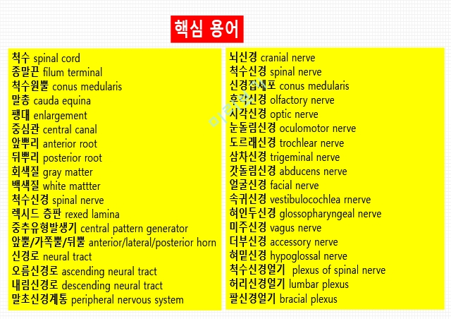 통증생리,통즈으이정의,글곡격계,신경계,말초신경계,감각수용기.pptx