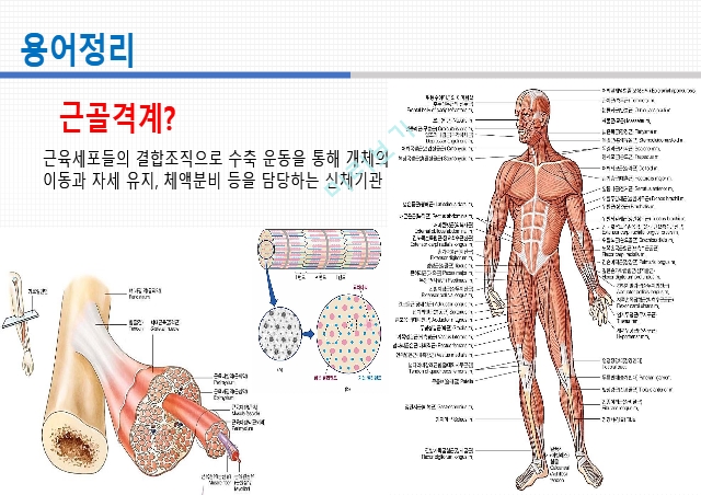 통증생리,통즈으이정의,글곡격계,신경계,말초신경계,감각수용기.pptx