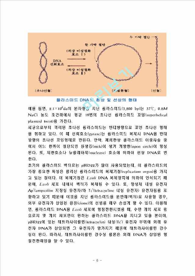 플라스미드.hwp