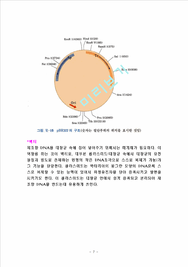 플라스미드.hwp