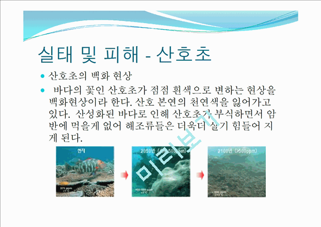 해양산성화의 정의와 원인,실태,피해,예방,완화 및 그외의 해양질병.pptx