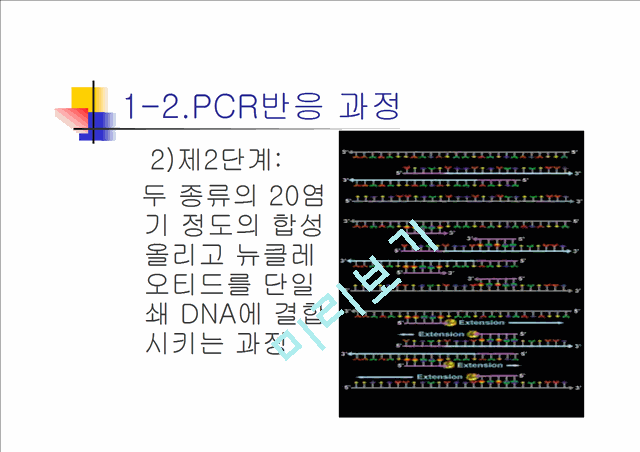 PCR과 Western blot.ppt