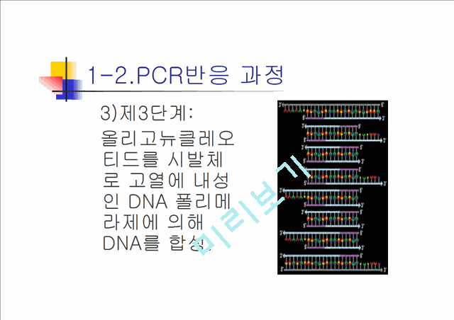 PCR과 Western blot.ppt