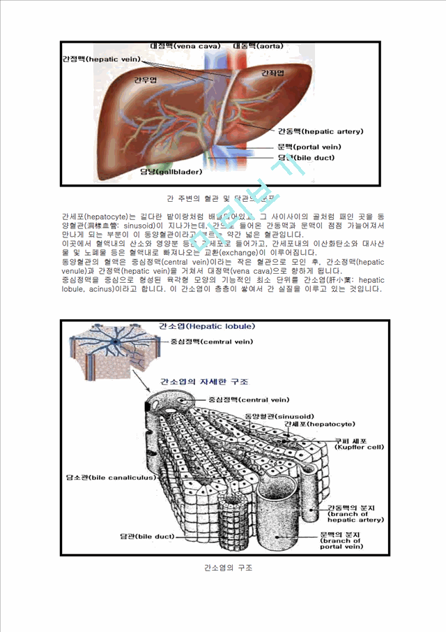 간 소엽 구조