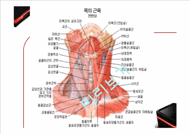 골격근과부우별명칭,골격근분석,해부학적자세와신체의면,운동역학의약보건레포트