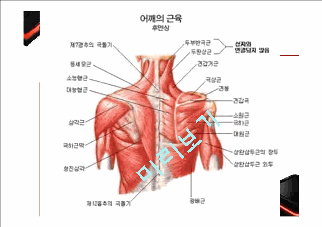 골격근과부우별명칭,골격근분석,해부학적자세와신체의면,운동역학의약보건레포트