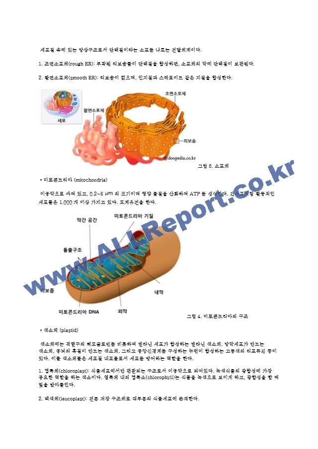 동물세포 엽록체